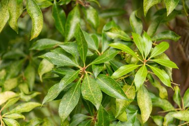 Zürih, İsviçre, 5 Ocak 2024 Pieris Japonica veya botanik bahçesindeki Japon andromeda fabrikası
