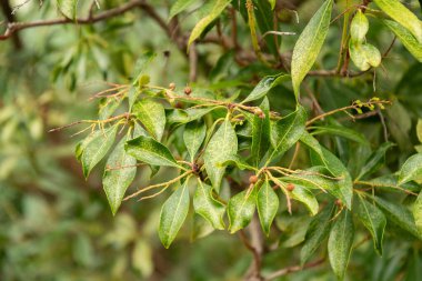 Zürih, İsviçre, 5 Ocak 2024 Pieris Japonica veya botanik bahçesindeki Japon andromeda fabrikası