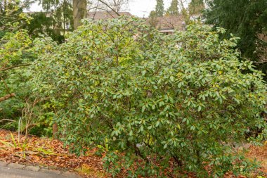 Zürih, İsviçre, 5 Ocak 2024 Rododendron Forrestii, Botanik Bahçesi