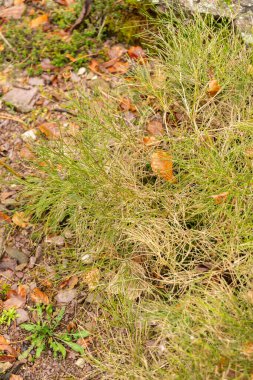 Zürih, İsviçre, 5 Ocak 2024 Genista Radyasyon Fabrikası Botanik Bahçesi