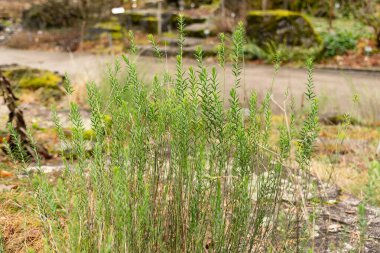 Zürih, İsviçre, 5 Ocak 2024 Petrorhagia Saxifraga veya botanik bahçesindeki tunik çiçek