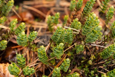 Zürih, İsviçre, 5 Ocak 2024 Veronica Decumbens bitkisi botanik bahçesinde