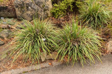 Zürih, İsviçre, 5 Ocak 2024 Libertia Ixioides bitkisi botanik bahçesinde.