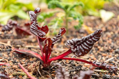 Zürih, İsviçre, 5 Ocak 2024 Beta Vulgaris var Flavescens bitkisi botanik bahçesinde.