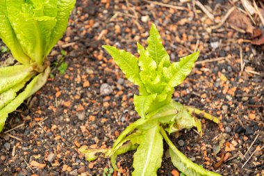 Zürih, İsviçre, 5 Ocak 2024 Lactuca Sativa var Crispa veya botanik bahçesindeki marul bitkisi