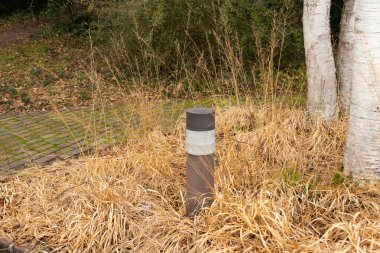 Zürih, İsviçre, 5 Ocak 2024 Molinia Arundinacea bitkisi botanik bahçesinde.