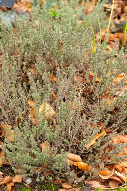 Zürih, İsviçre, 5 Ocak 2024 Thymus Vulgaris veya botanik bahçesindeki yaygın kekik bitkisi