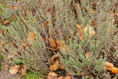 Zürih, İsviçre, 5 Ocak 2024 Thymus Vulgaris veya botanik bahçesindeki yaygın kekik bitkisi
