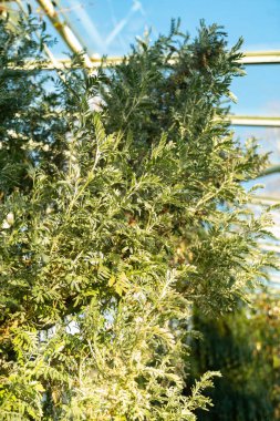 Saint Gallen, İsviçre, 3 Ocak 2024 Anthyllis Barba-jovis bitkisi botanik bahçesinde