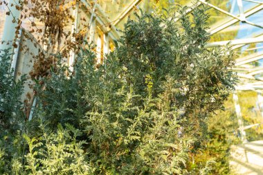 Saint Gallen, İsviçre, 3 Ocak 2024 Anthyllis Barba-jovis bitkisi botanik bahçesinde