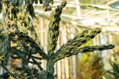 Saint Gallen, İsviçre, 3 Ocak 2024 Opuntia Imbricata veya botanik bahçesindeki kamış kolla bitkisi