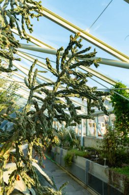 Saint Gallen, İsviçre, 3 Ocak 2024 Opuntia Imbricata veya botanik bahçesindeki kamış kolla bitkisi