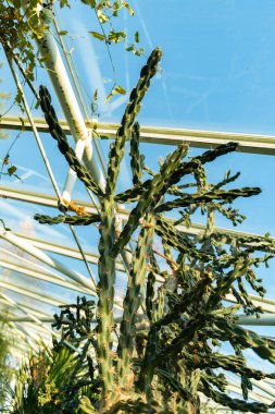 Saint Gallen, İsviçre, 3 Ocak 2024 Opuntia Imbricata veya botanik bahçesindeki kamış kolla bitkisi