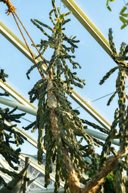 Saint Gallen, İsviçre, 3 Ocak 2024 Opuntia Imbricata veya botanik bahçesindeki kamış kolla bitkisi