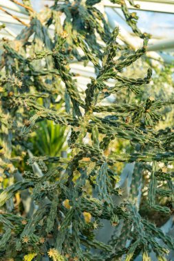 Saint Gallen, İsviçre, 3 Ocak 2024 Opuntia Imbricata veya botanik bahçesindeki kamış kolla bitkisi