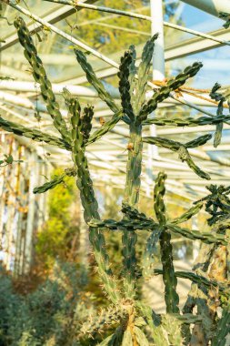 Saint Gallen, İsviçre, 3 Ocak 2024 Opuntia Imbricata veya botanik bahçesindeki kamış kolla bitkisi