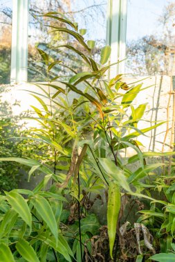 Saint Gallen, İsviçre, 3 Ocak 2024 Japonya Botanik Bahçesindeki Coniogramme fabrikası