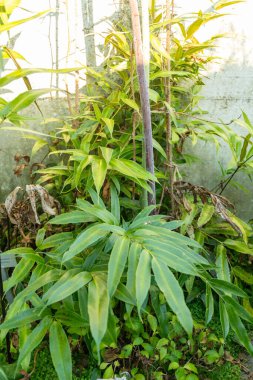 Saint Gallen, İsviçre, 3 Ocak 2024 Japonya Botanik Bahçesindeki Coniogramme fabrikası