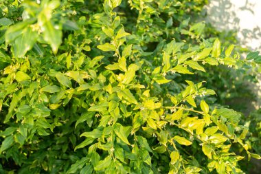 Saint Gallen, İsviçre, 3 Ocak 2024 Sarcococca Confusa veya botanik bahçesindeki şeker kutusu bitkisi