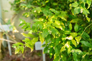 Saint Gallen, İsviçre, 3 Ocak 2024 Sarcococca Confusa veya botanik bahçesindeki şeker kutusu bitkisi