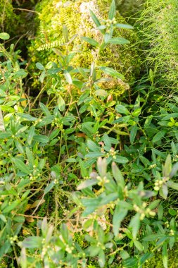 Saint Gallen, İsviçre, 3 Ocak 2024 Polygala Chamaebuxus veya botanik bahçesindeki çalılık süt otları.