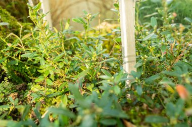 Saint Gallen, İsviçre, 3 Ocak 2024 Polygala Chamaebuxus veya botanik bahçesindeki çalılık süt otları.