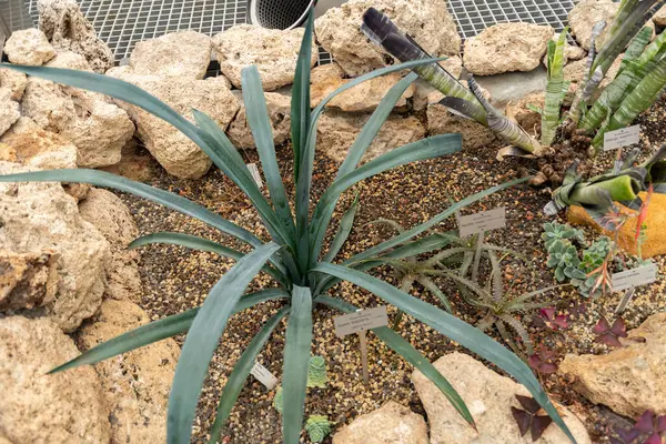 stock image Zurich, Switzerland, January 5, 2024 Agave Tequilana or blue agave plant at the botanical garden