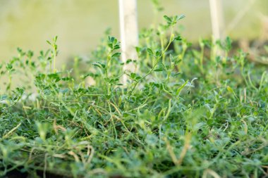 Saint Gallen, İsviçre, 3 Ocak 2024 Trigonella Polycerata Fabrikası Botanik Bahçesi