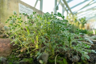 Saint Gallen, İsviçre, 3 Ocak 2024 Trifolium Smyrnaeum Fabrikası Botanik Bahçesi