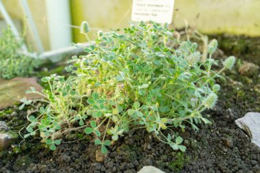 Saint Gallen, İsviçre, 3 Ocak 2024 Trifolium Smyrnaeum Fabrikası Botanik Bahçesi