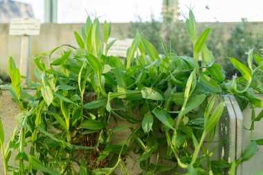 Saint Gallen, İsviçre, 3 Ocak 2024 Lathyrus Ochrus ya da botanik bahçesindeki Cyvetch bitkisi