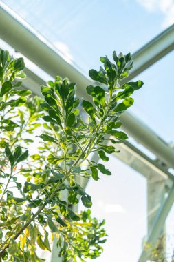 Saint Gallen, İsviçre, 3 Ocak 2024 Asteriscus Intermedius bitkisi botanik bahçesinde.