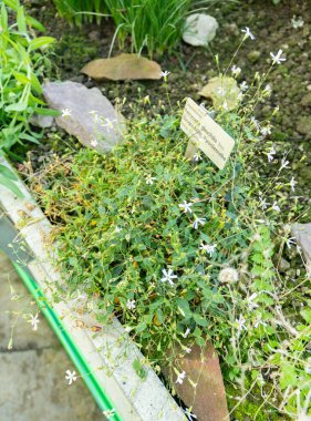 Saint Gallen, İsviçre, 3 Ocak 2024 Petrocoptis Glaucifolia bitkisi botanik bahçesinde