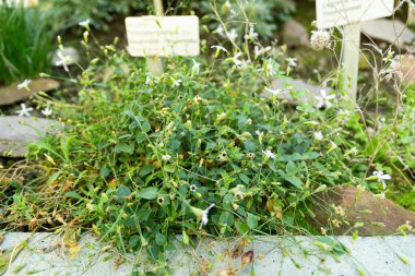 Saint Gallen, İsviçre, 3 Ocak 2024 Petrocoptis Glaucifolia bitkisi botanik bahçesinde