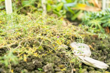 Saint Gallen, İsviçre, 3 Ocak 2024 Fagonia Cretica tesisi botanik bahçesinde.
