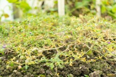 Saint Gallen, İsviçre, 3 Ocak 2024 Fagonia Cretica tesisi botanik bahçesinde.