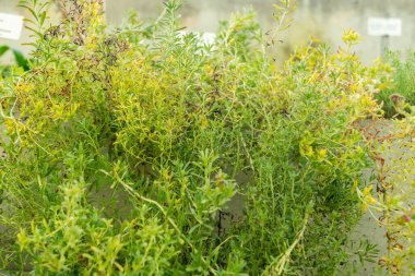 Saint Gallen, İsviçre, 3 Ocak 2024 Stevia Purpurea bitkisi botanik bahçesinde.