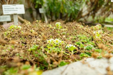 Saint Gallen, İsviçre, 3 Ocak 2024 Botanik Bahçesindeki Sempervivella Alba bitkisi
