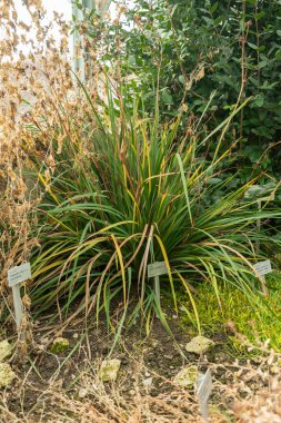 Saint Gallen, İsviçre, 3 Ocak 2024 Libertia Grandiflora veya botanik bahçesindeki mikoikoi bitkisi