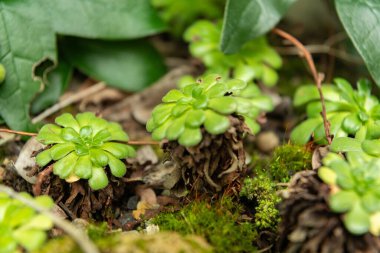 Saint Gallen, İsviçre, 3 Ocak 2024 Rosularia Sempervivum bitkisi botanik bahçesinde
