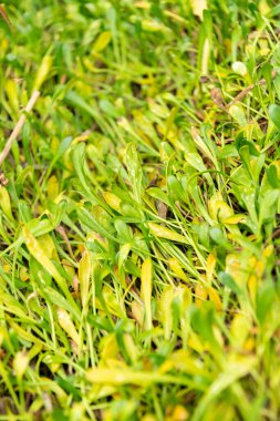 Saint Gallen, İsviçre, 3 Ocak 2024 Selliera Radyasyonları veya botanik bahçesindeki bataklık otları