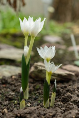 Saint, Gallen, İsviçre, 10 Şubat 2024 Colchicum Szovitsii çiçeği botanik bahçesinde