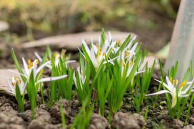 Saint, Gallen, İsviçre, 10 Şubat 2024 Merendera Sobolifera çiçeği botanik bahçesinde