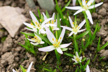 Saint, Gallen, İsviçre, 10 Şubat 2024 Merendera Sobolifera çiçeği botanik bahçesinde