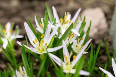 Saint, Gallen, İsviçre, 10 Şubat 2024 Merendera Sobolifera çiçeği botanik bahçesinde