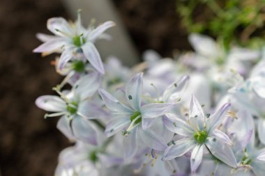Saint, Gallen, İsviçre, 10 Şubat 2024 Scilla Mischtschenkoana veya botanik bahçesindeki beyaz Squill çiçekleri