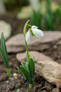 Saint, Gallen, İsviçre, 10 Şubat 2024 Galanthus Platyphyllus çiçekleri botanik bahçesinde