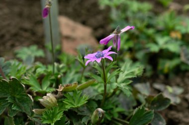 Saint, Gallen, İsviçre, 10 Şubat 2024 Anemone Hortensis veya botanik bahçesinde terk edilmiş geniş anemon