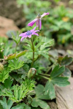 Saint, Gallen, İsviçre, 10 Şubat 2024 Anemone Hortensis veya botanik bahçesinde terk edilmiş geniş anemon