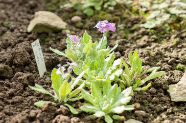 Saint, Gallen, İsviçre, 10 Şubat 2024 Primula Scotica veya botanik bahçesindeki İskoç ilkel bitkisi